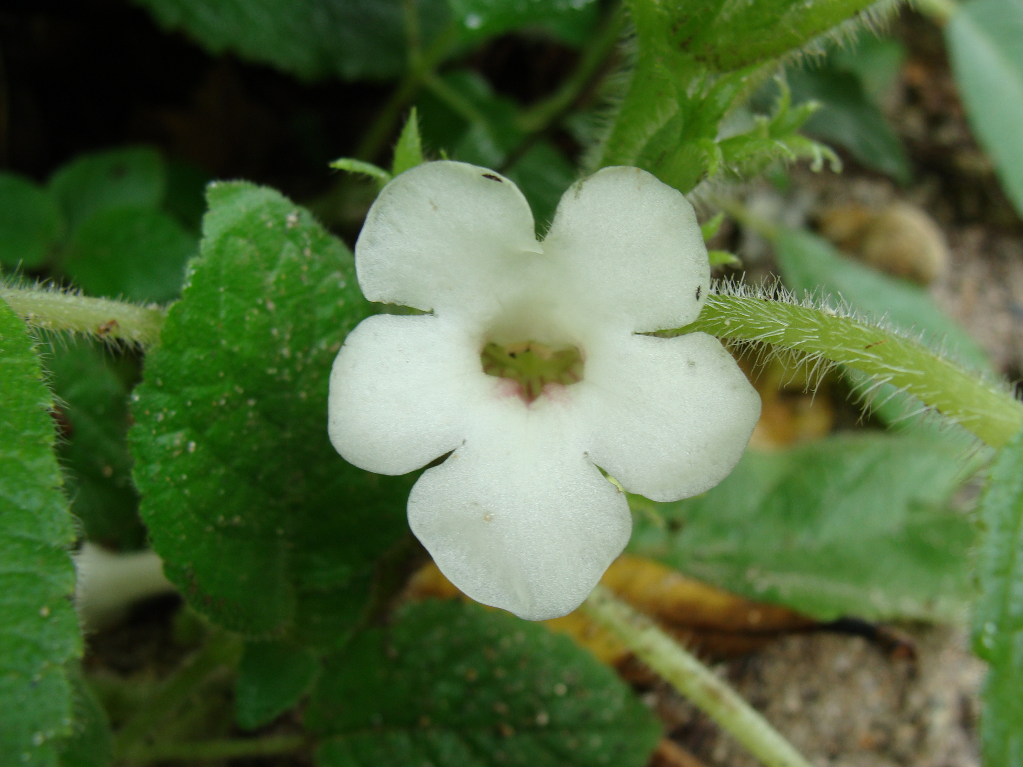 Nautilocalyx panamensis