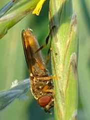 Platycheirus quadratus