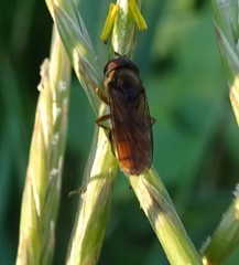 Platycheirus quadratus