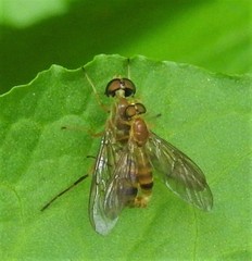 Ptecticus trivittatus