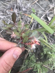 Salix setchelliana