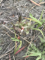 Salix setchelliana