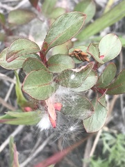 Salix setchelliana