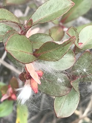 Salix setchelliana