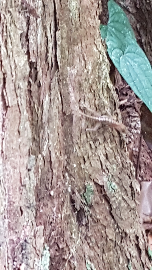 Lesser Scaly Anole