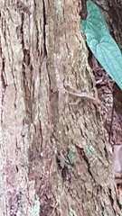 Anolis uniformis
