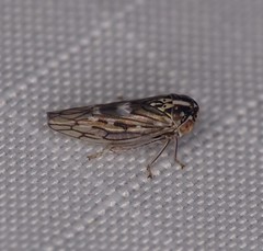 Idiocerus albolinea