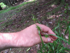 Carex folliculata