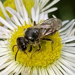 Hemihalictus