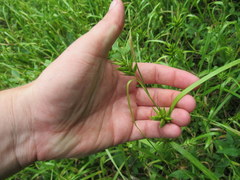 Carex folliculata