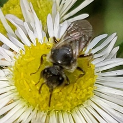 Hemihalictus