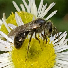 Hemihalictus