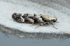 Coleotechnites coniferella