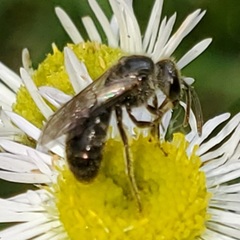 Hemihalictus