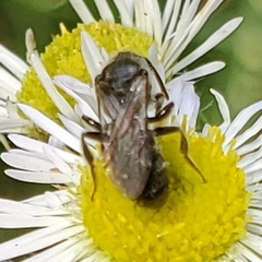 Hemihalictus