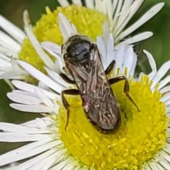 Hemihalictus