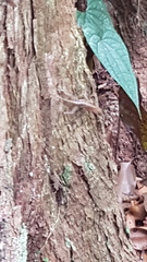 Anolis uniformis