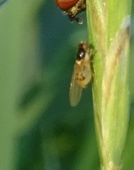 Thaumatomyia grata