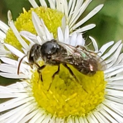 Hemihalictus