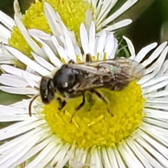 Hemihalictus