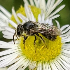 Hemihalictus