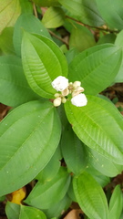 Miconia subhirsuta