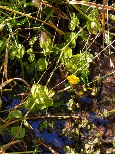 Monkeyflower (Erythranthe guttata)