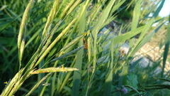 Thaumatomyia grata