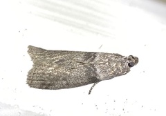Sciota uvinella