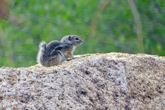 Ammospermophilus interpres