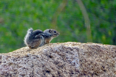 Ammospermophilus interpres