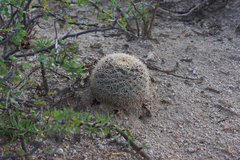 Mammillaria grusonii