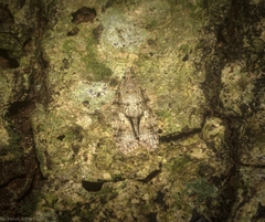 Polylopha epidesma