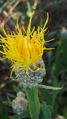 Centaurea chartolepis