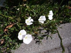 Convolvulus arvensis