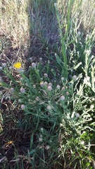 Centaurea chartolepis