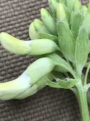 Astragalus americanus