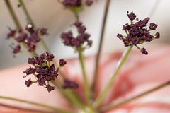 Lomatium marginatum