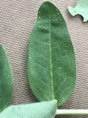 Astragalus americanus