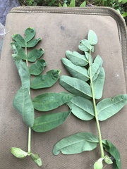 Astragalus americanus