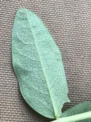 Astragalus americanus