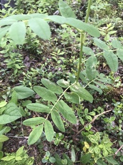 Astragalus americanus