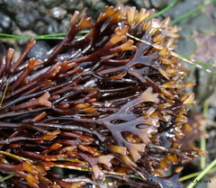 Ahnfeltiopsis linearis