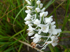 Platanthera nivea