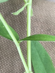 Astragalus americanus