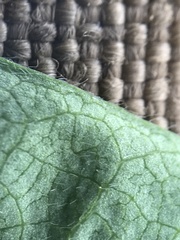 Astragalus americanus