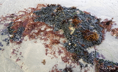 Ahnfeltiopsis linearis