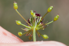 Lomatium marginatum