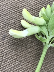 Astragalus americanus