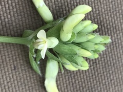 Astragalus americanus